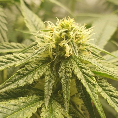 California Haze growlog timeline photo