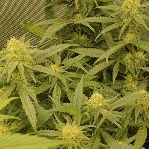 Blue Skunk growlog timeline photo