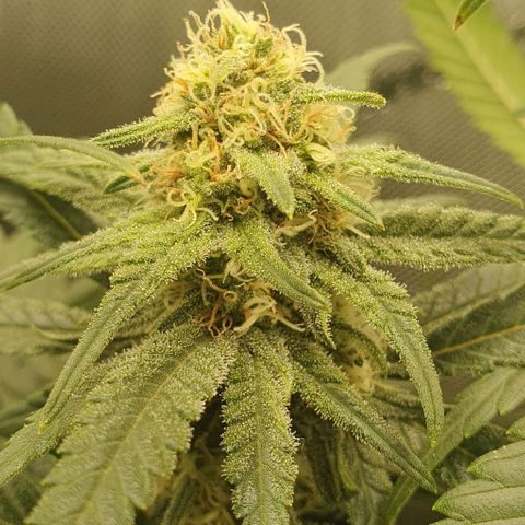Blue Skunk growlog timeline photo