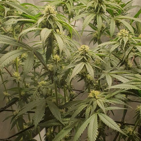 California Haze growlog timeline photo