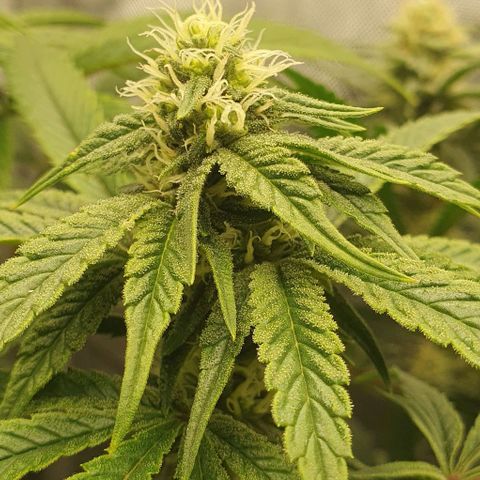California Haze growlog timeline photo