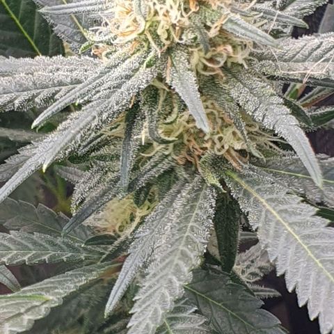 Blue Skunk growlog timeline photo
