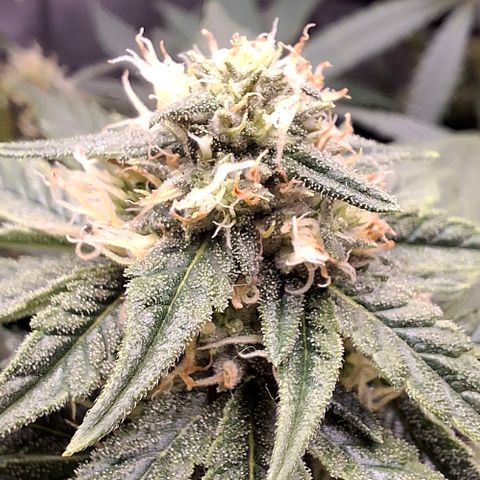 Blue Skunk growlog timeline photo