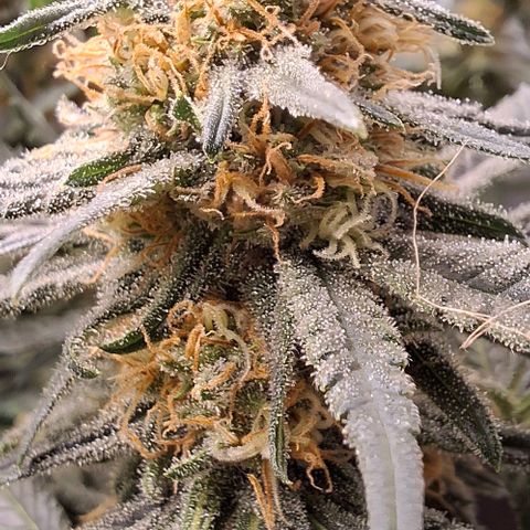 Blue Skunk growlog timeline photo