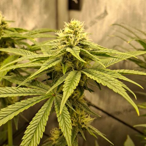 California Haze growlog timeline photo