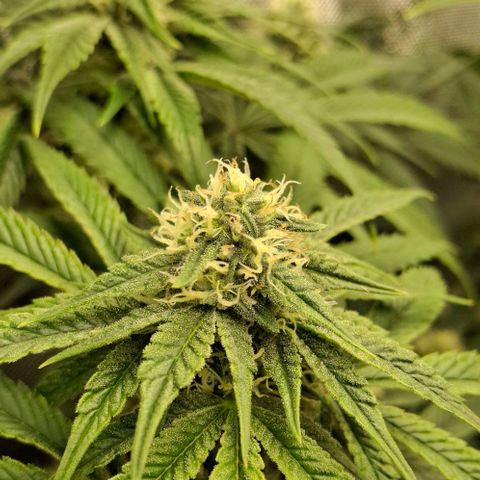 California Haze growlog timeline photo
