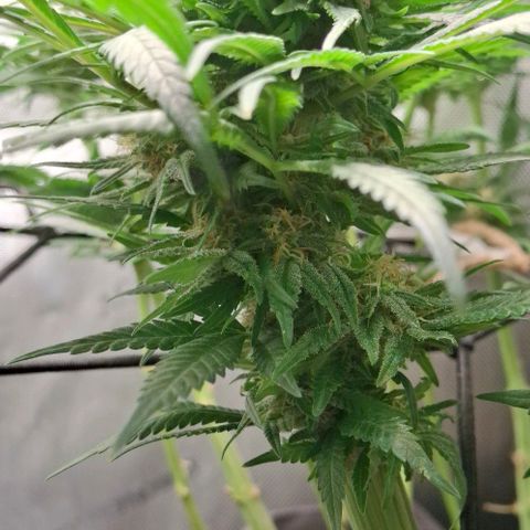 Blue Skunk growlog photo: Foxtail