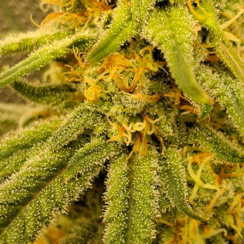 Blue Skunk growlog timeline photo