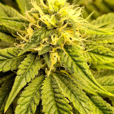 California Haze growlog timeline photo