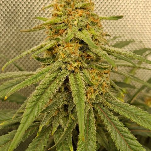 Blue Skunk growlog timeline photo