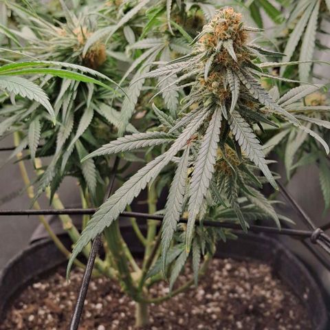 Blue Skunk growlog timeline photo