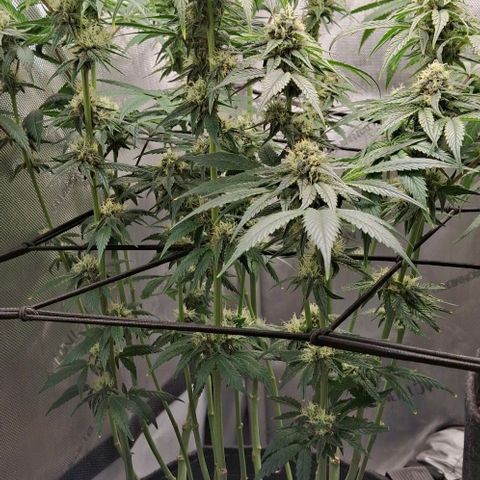 California Haze growlog timeline photo