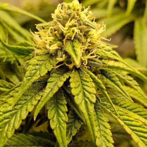 California Haze growlog timeline photo