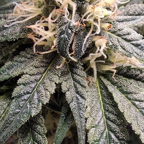 California Haze growlog timeline photo