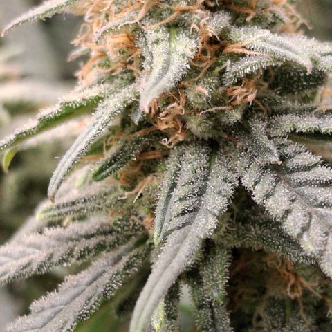 Blue Skunk growlog timeline photo