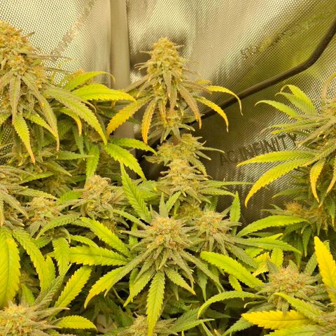Blue Skunk growlog timeline photo