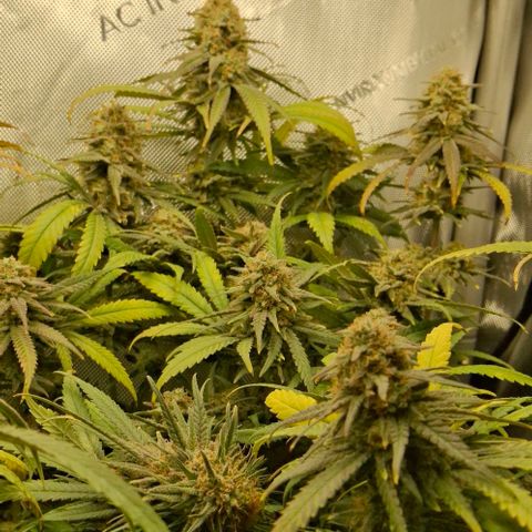Blue Skunk growlog timeline photo