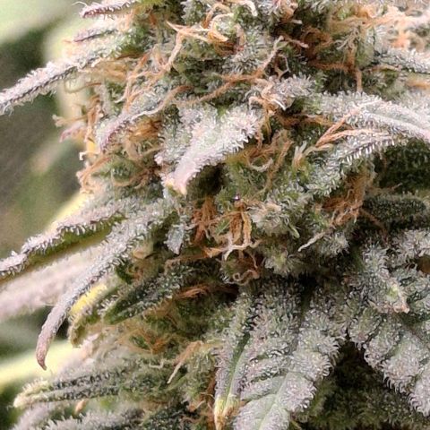 Blue Skunk growlog timeline photo