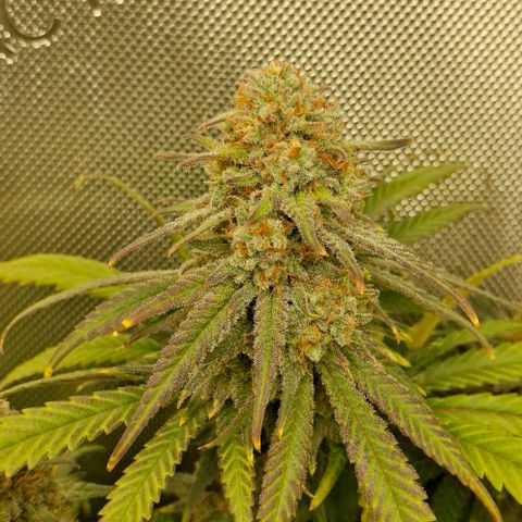 Blue Skunk growlog timeline photo