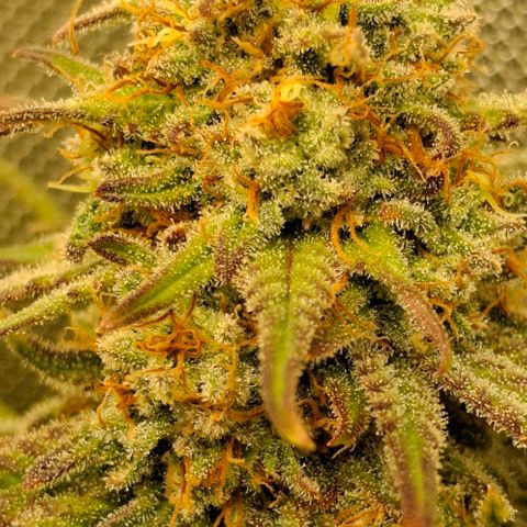 Blue Skunk growlog timeline photo