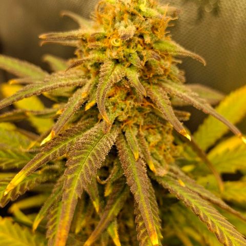 Blue Skunk growlog timeline photo