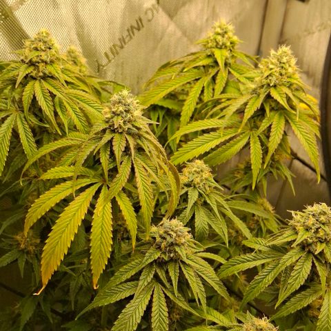 California Haze growlog timeline photo