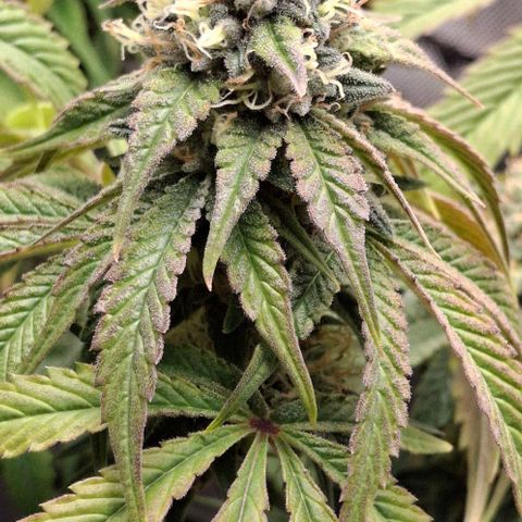 California Haze growlog timeline photo