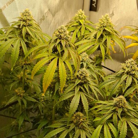 California Haze growlog timeline photo