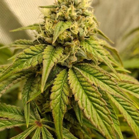 California Haze growlog timeline photo