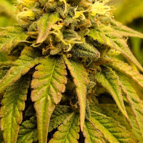 California Haze growlog timeline photo