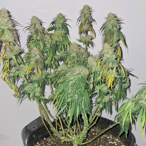 Blue Skunk growlog timeline photo