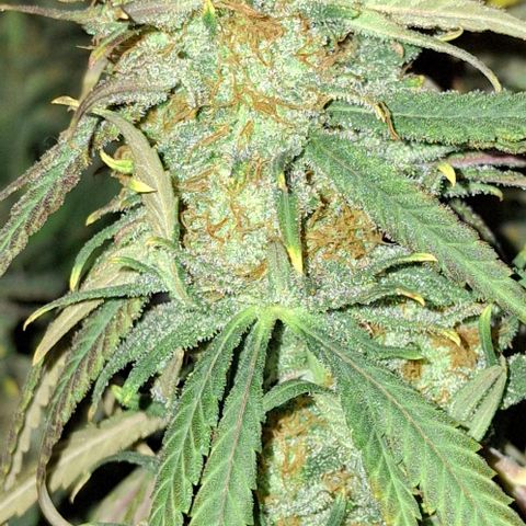 Blue Skunk growlog timeline photo
