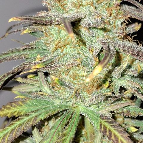 Blue Skunk growlog timeline photo