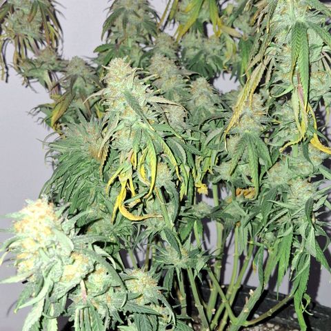 Blue Skunk growlog timeline photo