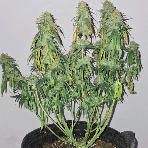 Blue Skunk growlog timeline photo