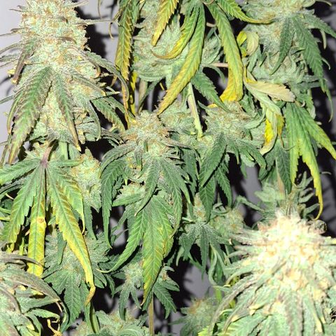 Blue Skunk growlog timeline photo