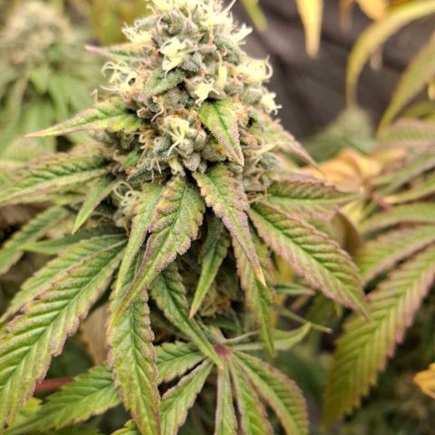 California Haze growlog timeline photo