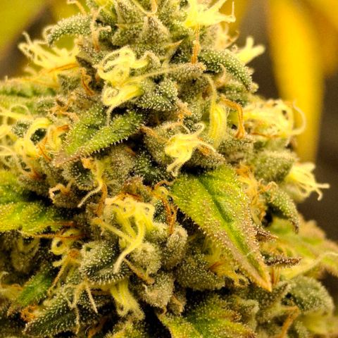 California Haze growlog timeline photo