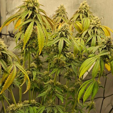 California Haze growlog timeline photo