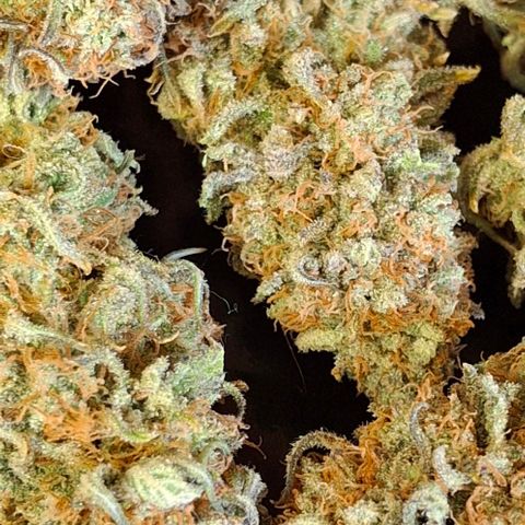 Blue Skunk growlog photo: 73g dry weight