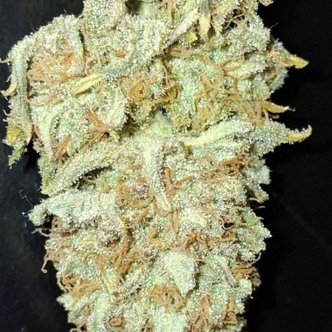 Blue Skunk growlog photo: 73g dry weight