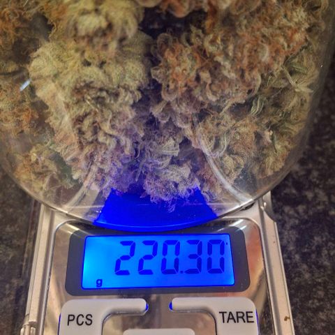 Blue Skunk growlog photo: 73g dry weight