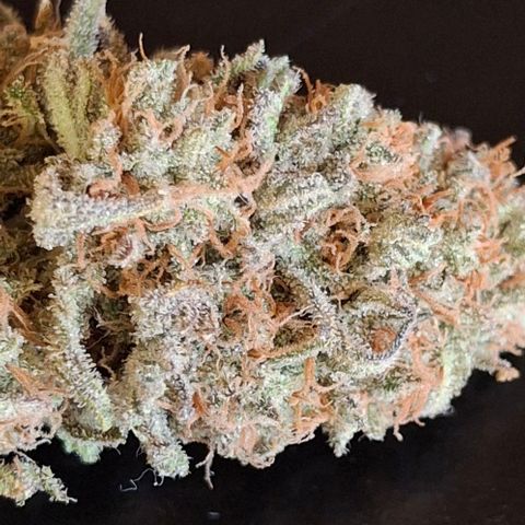Blue Skunk growlog photo: 73g dry weight