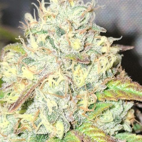 California Haze growlog timeline photo