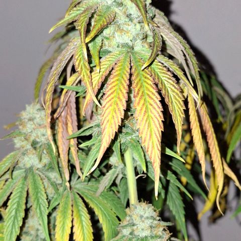 California Haze growlog timeline photo
