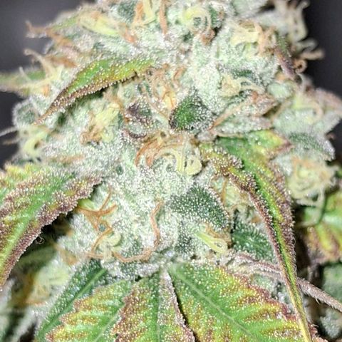 California Haze growlog timeline photo