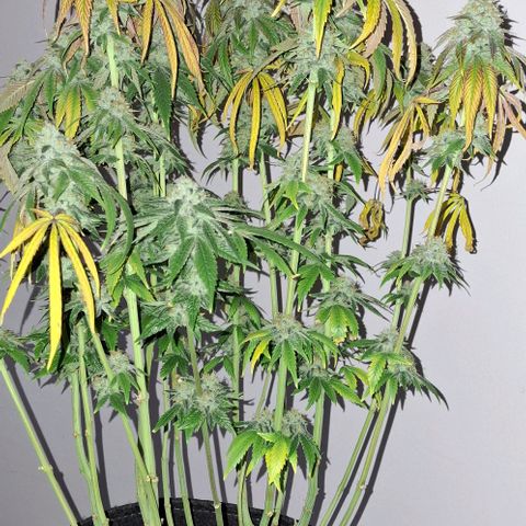 California Haze growlog timeline photo