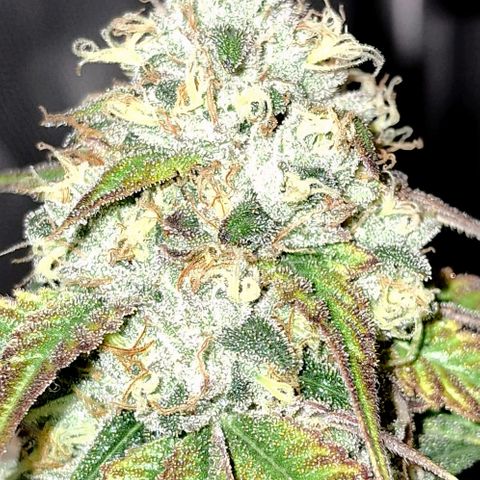 California Haze growlog timeline photo