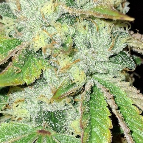 California Haze growlog timeline photo
