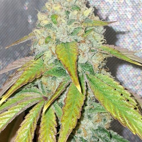 California Haze growlog timeline photo